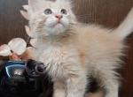 Luna - Maine Coon Kitten For Sale - Sn Bernrdno&comma; CA&comma; US