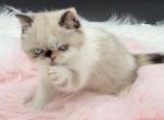 Exotic pointed female - Exotic Kitten For Sale - 