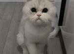 Molly - Persian Cat For Sale - Miracle Mile&comma; CA&comma; US