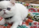 Exotic white male - Exotic Kitten For Sale - 
