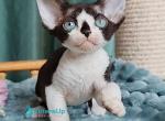 Hassie - Devon Rex Kitten For Sale - Norwalk&comma; CT&comma; US