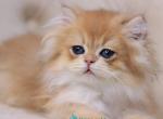 Quantum - British Shorthair Kitten For Sale - Norwalk&comma; CT&comma; US