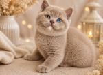 Bonya - British Shorthair Kitten For Sale - Pembroke Pines&comma; FL&comma; US