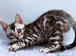 Vegas - Bengal Kitten For Sale - Pembroke Pines&comma; FL&comma; US