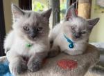 Paige's Spring Litter - Siamese Kitten For Sale - Ypsilanti&comma; MI&comma; US
