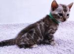 Velvet - Bengal Kitten For Sale - Pembroke Pines&comma; FL&comma; US