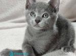 Eve - Russian Blue Kitten For Sale - Pembroke Pines&comma; FL&comma; US
