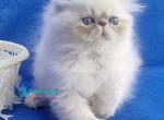 Harry - Persian Kitten For Sale - Pembroke Pines&comma; FL&comma; US