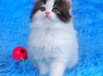 Favorite - Scottish Straight Kitten For Sale - Miami&comma; FL&comma; US