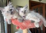 Paiges Spring Balinese - Balinese Cat For Sale - 