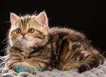 Naomie - Scottish Straight Kitten For Sale - Miami&comma; FL&comma; US