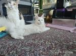 Galadriel - Maine Coon Kitten For Sale - Urbana&comma; IL&comma; US