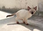Siam - Siamese Kitten For Sale - Walterboro&comma; SC&comma; US