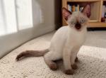 Tippy - Siamese Kitten For Sale - Walterboro&comma; SC&comma; US