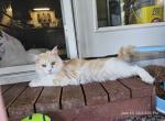Mina - Maine Coon Cat For Sale - 