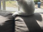 Snowy - Scottish Fold Kitten For Sale - 