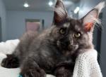 Sparklingstar Polydactyl - Maine Coon Kitten For Sale - Miami&comma; FL&comma; US