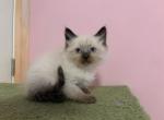 Siberian Seal Point Male Armani - Siberian Kitten For Sale - VT&comma; US