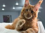 Salmans - Maine Coon Kitten For Sale - Miami&comma; FL&comma; US