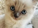 Theo - Ragdoll Kitten For Sale - Scottsdale&comma; AZ&comma; US