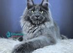 Girlyanda - Maine Coon Kitten For Sale - Miami&comma; FL&comma; US