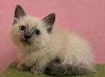 Siberian Blue Point Male Asher - Siberian Kitten For Sale - VT&comma; US