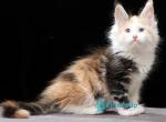 Yanni - Maine Coon Kitten For Sale - Miami&comma; FL&comma; US