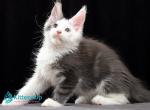Samuel - Maine Coon Kitten For Sale - Miami&comma; FL&comma; US