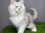 Banderas - Maine Coon Kitten For Sale - Miami&comma; FL&comma; US