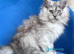Nadin - Maine Coon Kitten For Sale - Hollywood&comma; FL&comma; US