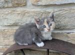 M&M - Domestic Kitten For Sale - Reading&comma; PA&comma; US