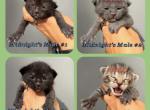Male Kittens Quarter Siamese - Domestic Kitten For Sale - Leominster&comma; MA&comma; US