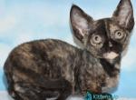 Zhannet - Minskin Kitten For Sale - Hollywood&comma; FL&comma; US