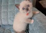Orange collar - Ragdoll Kitten For Sale - 