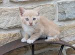 Peanut - Domestic Kitten For Sale - Reading&comma; PA&comma; US