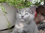 Cocoa - Domestic Kitten For Sale - 