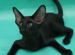 Romeo - Oriental Kitten For Sale - Pembroke Pines&comma; FL&comma; US