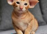 Viking - Oriental Kitten For Sale - Pembroke Pines&comma; FL&comma; US