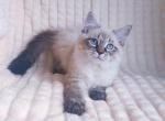 Dayana - Siberian Kitten For Sale - Pembroke Pines&comma; FL&comma; US