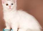 Amina - Munchkin Kitten For Sale - Pembroke Pines&comma; FL&comma; US