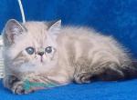 Henk - Exotic Kitten For Sale - Pembroke Pines&comma; FL&comma; US