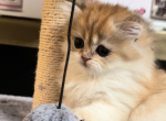 Brie Longhair - Scottish Straight Kitten For Sale - Puyallup&comma; WA&comma; US
