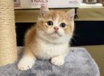 Sparky - Scottish Straight Kitten For Sale - Puyallup&comma; WA&comma; US