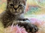 Barkley - Selkirk Rex Kitten For Sale - 