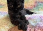 Juju Bear - Highlander Kitten For Sale - West Branch&comma; MI&comma; US