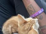Princess coco - Domestic Cat For Sale - Everman&comma; TX&comma; US