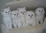 Scottish female and male - Scottish Fold Kitten For Sale - 