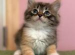 Siberian Calico Tabby - Siberian Kitten For Sale - VT&comma; US