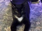Loki - Domestic Kitten For Sale - Saint Paul&comma; MN&comma; US