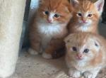 Ava - Domestic Kitten For Adoption - Bellingham&comma; WA&comma; US